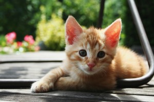 A picture of a kitten!